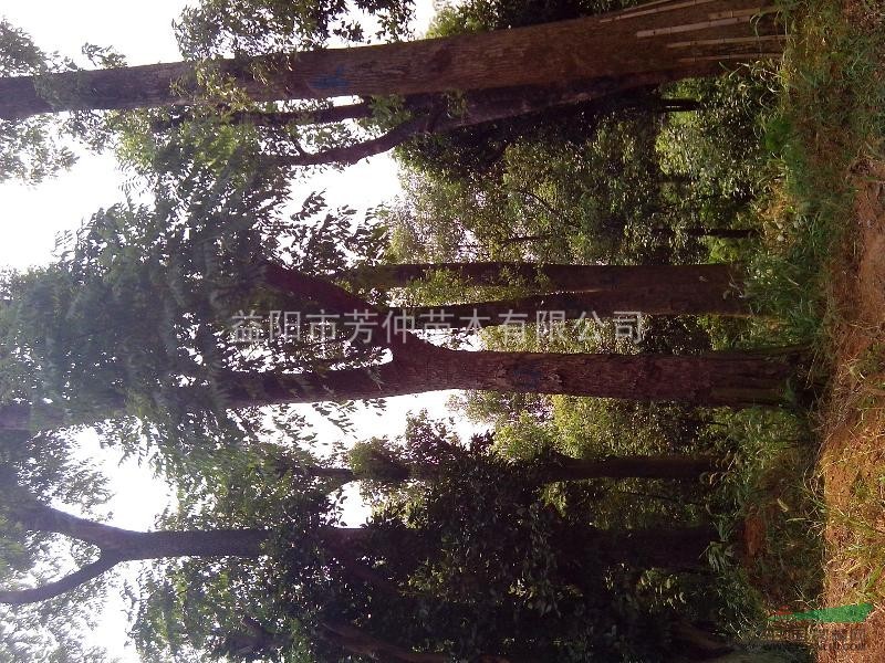 供應(yīng)香櫞樹(shù)、紅果冬青、黃山欒樹(shù)、桂花樹(shù)、香樟樹(shù)
