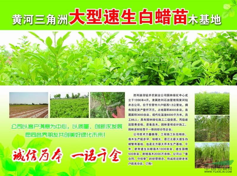 山東白蠟 東營白蠟 白蠟批發(fā) 白臘工程苗 速生白蠟供應(yīng) 速生白臘價(jià)格