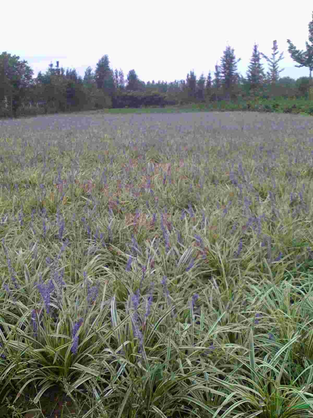 金娃娃萱草，蔦尾（藍(lán)花、黃花）、大花萱草.紅花草，白三葉，大