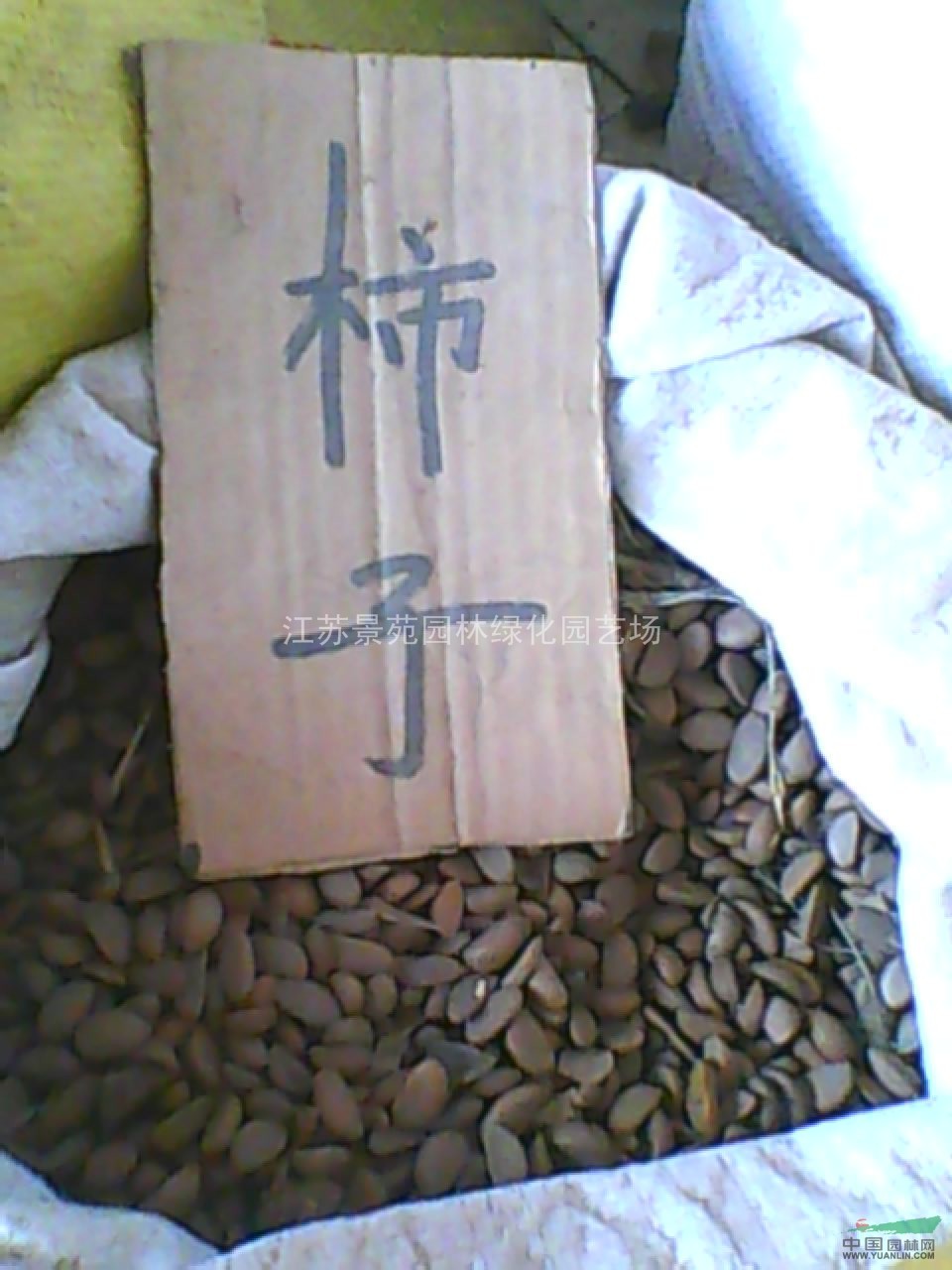 黃連木種子價(jià)格