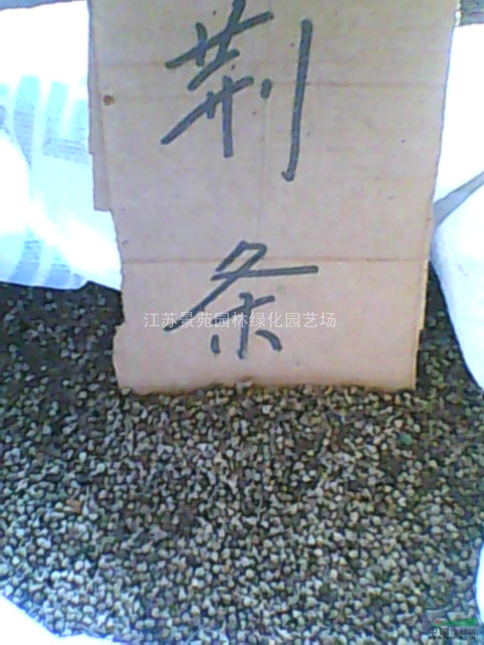 黃連木種子價(jià)格