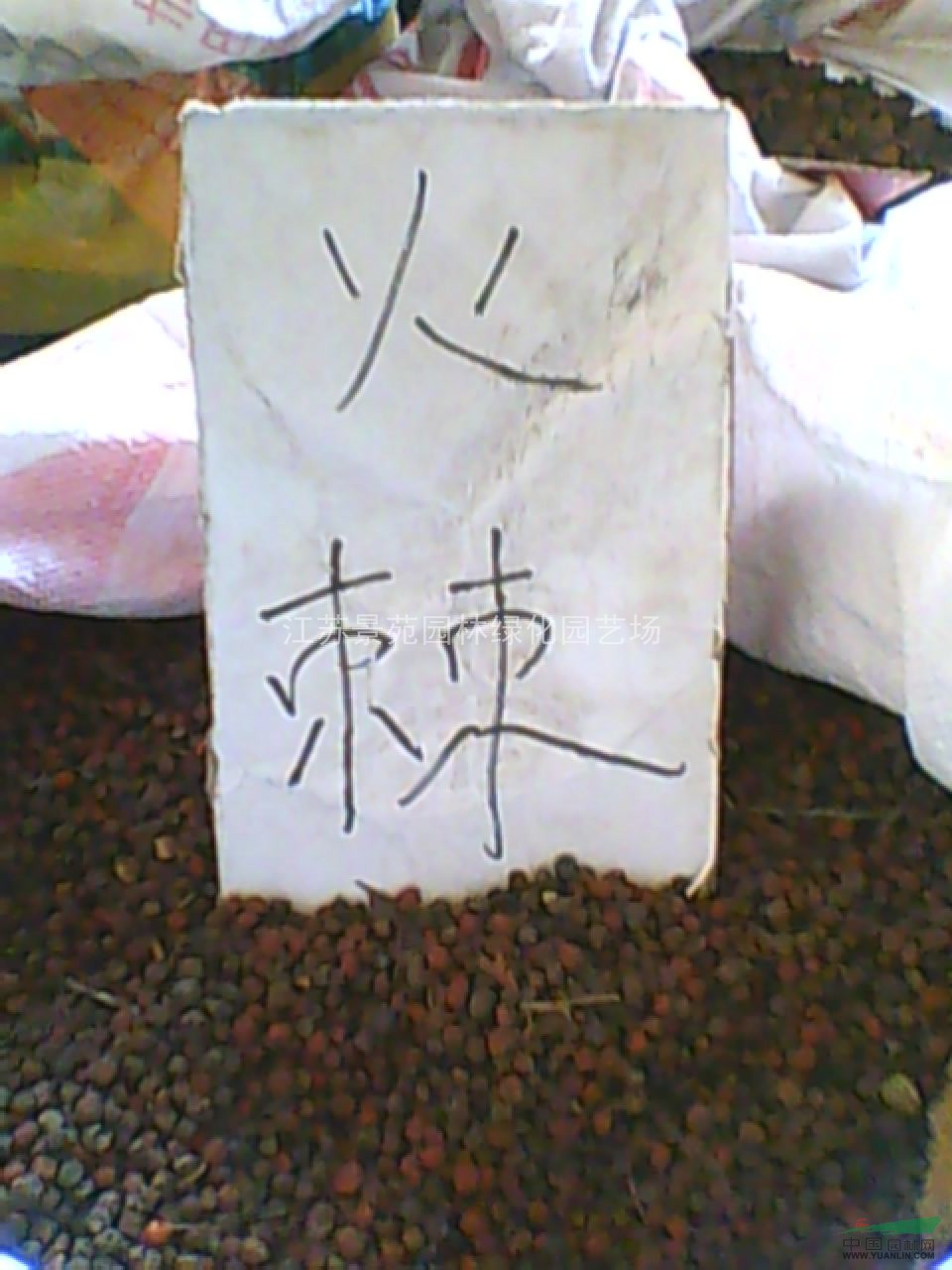 丁香種子價(jià)格