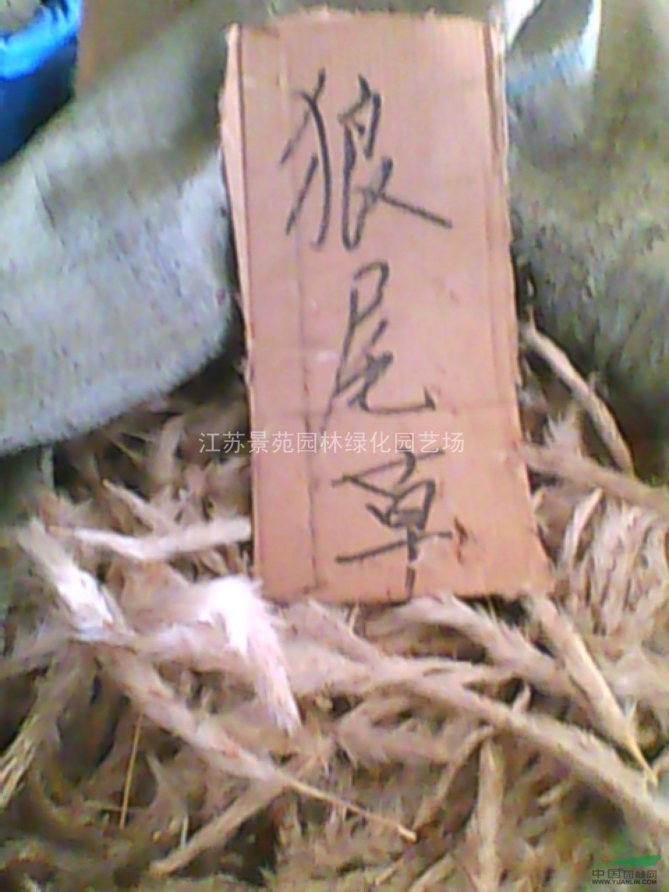 丁香種子價(jià)格