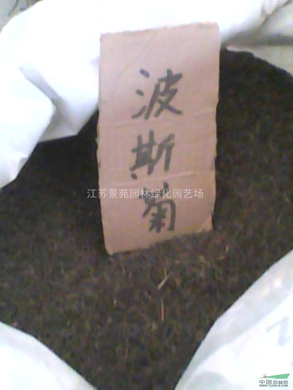 波斯菊種子價(jià)格