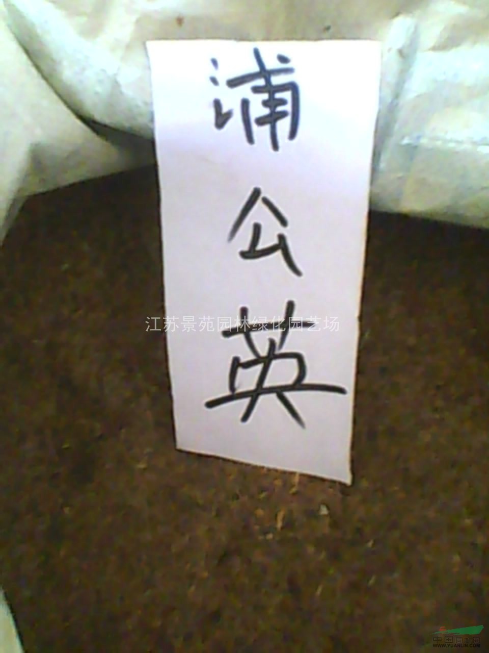 波斯菊種子價(jià)格