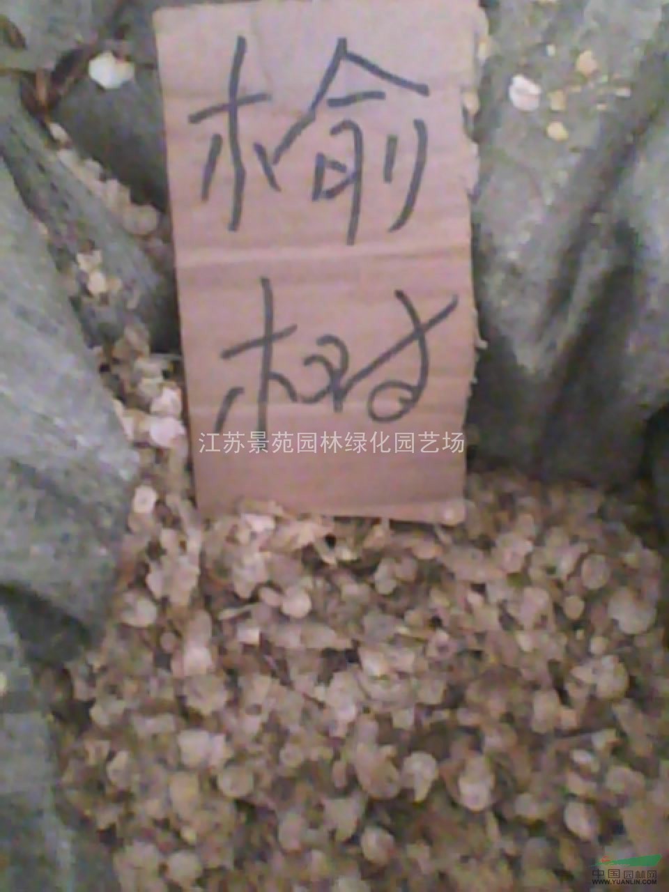 八角金盤種子價(jià)格