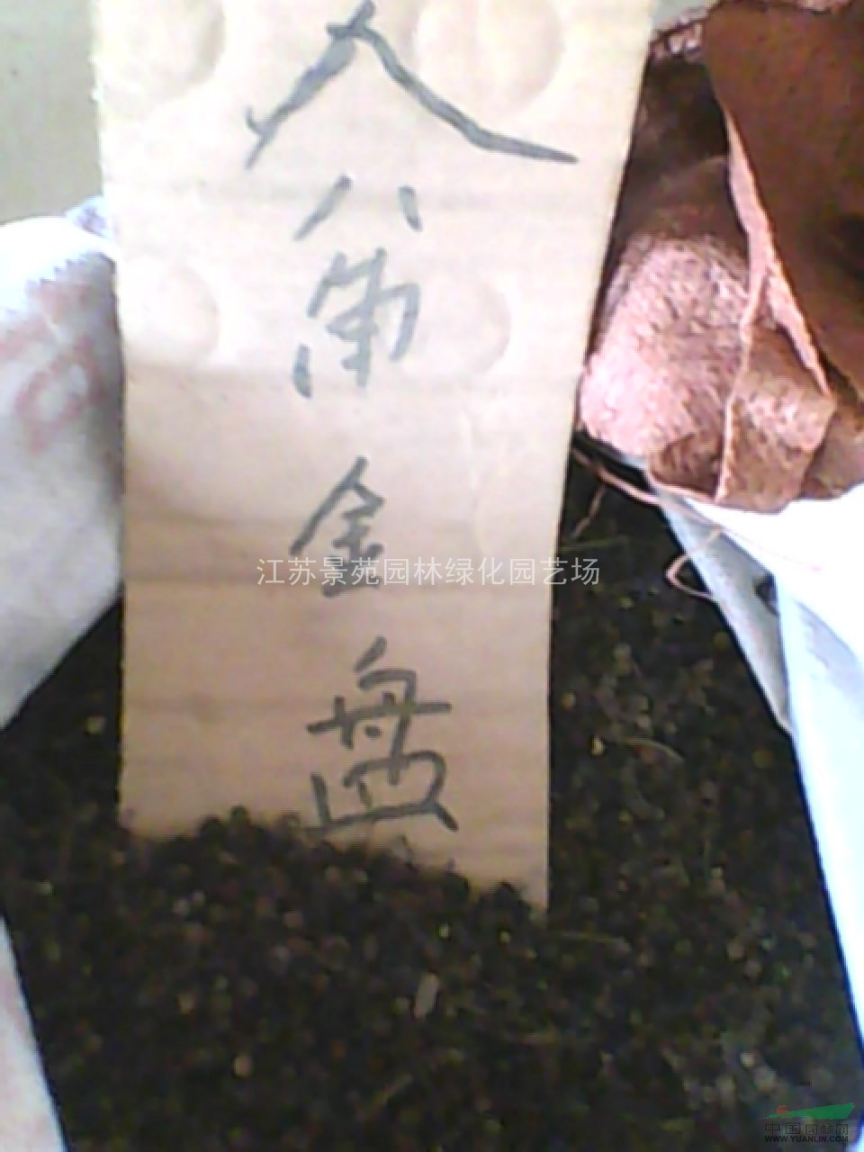 八角金盤種子價(jià)格
