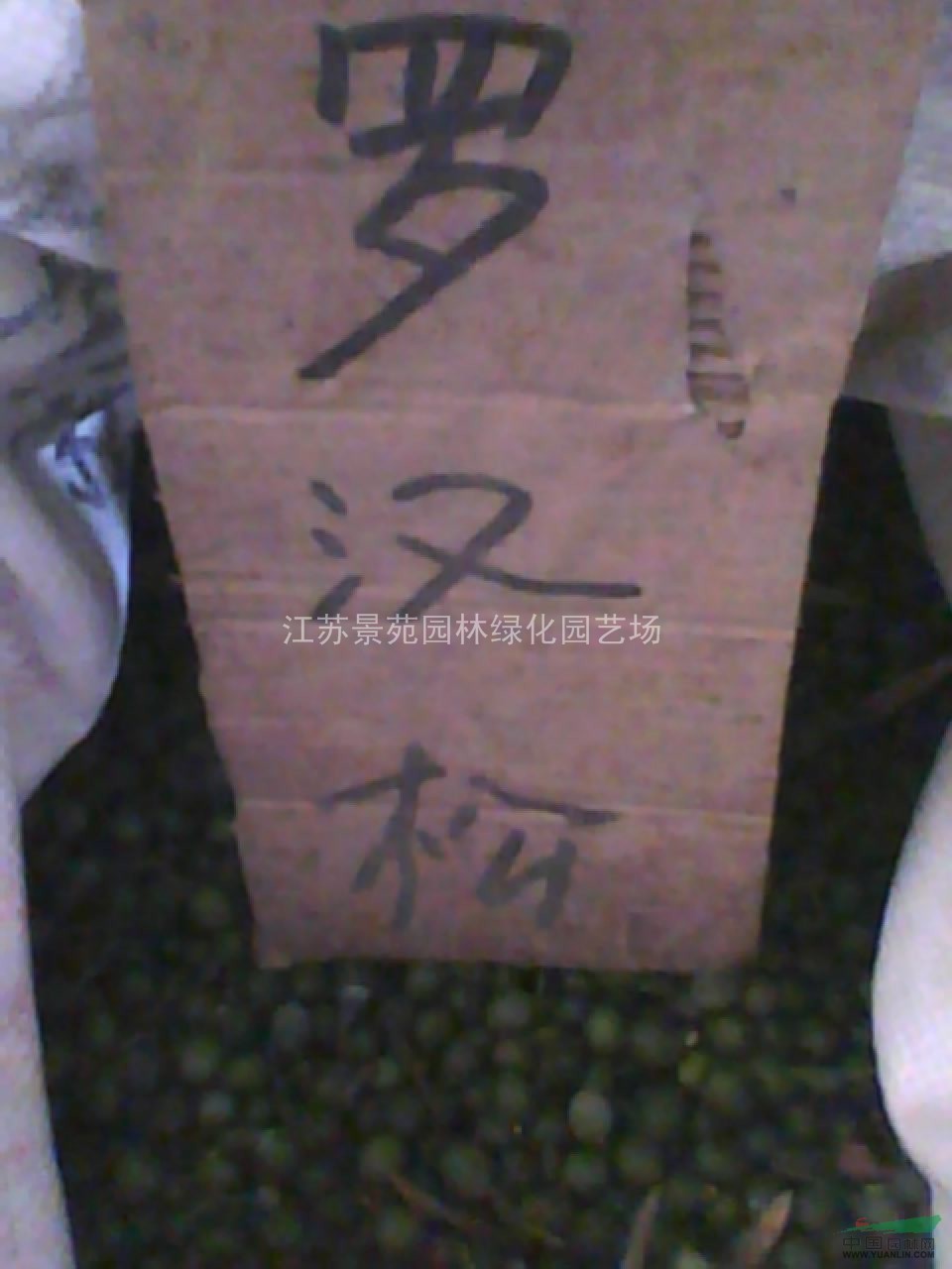 玉蘭種子價(jià)格