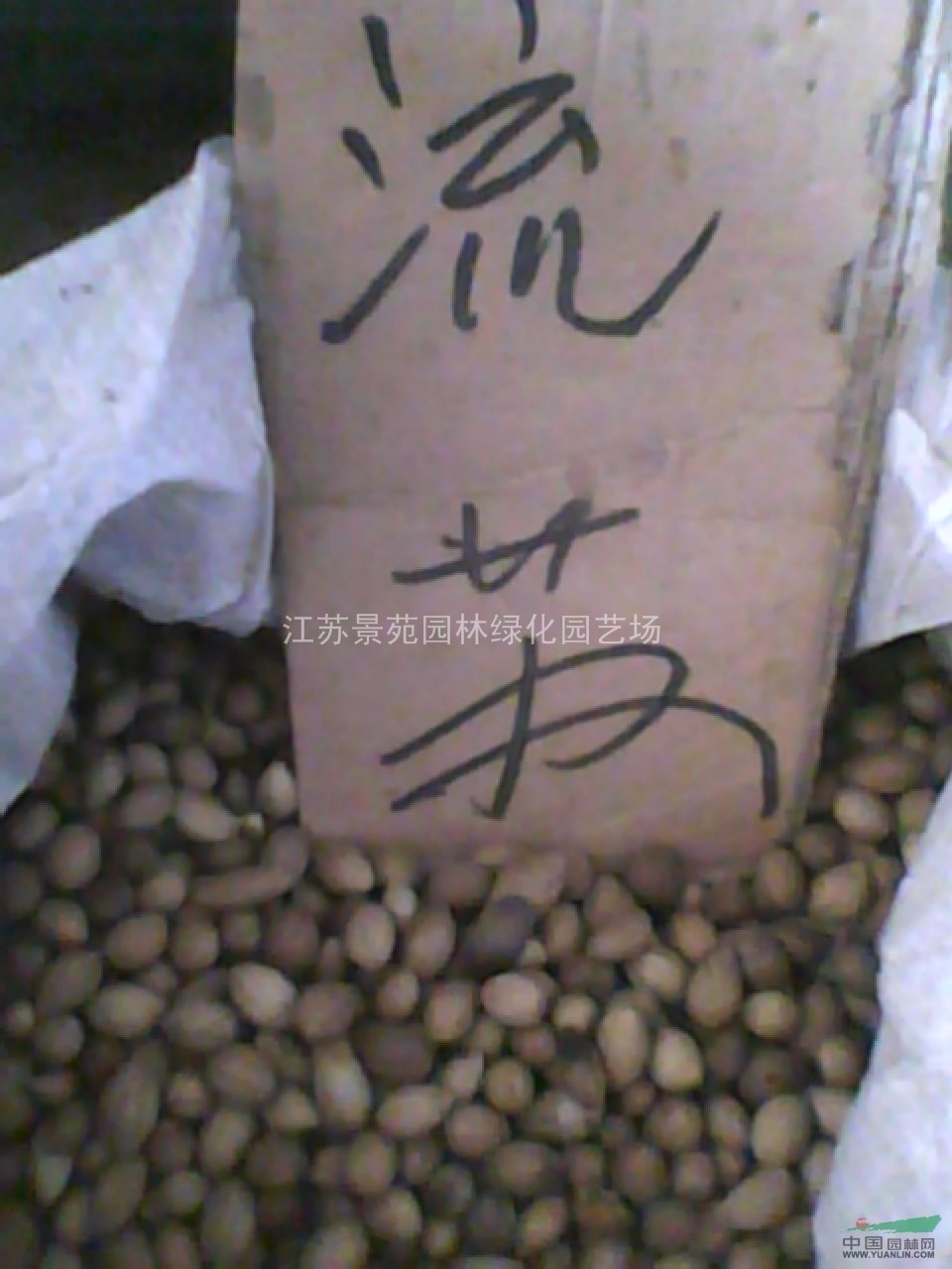 玉蘭種子價(jià)格