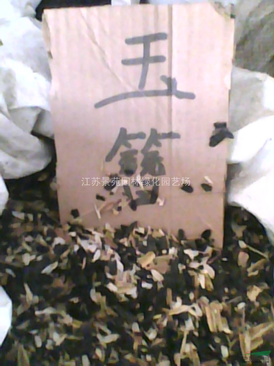 紅楓種子價格