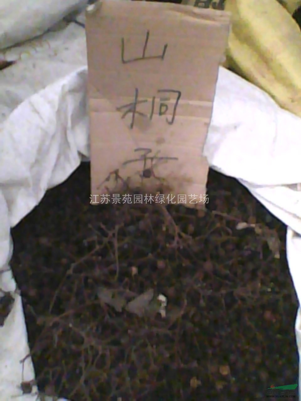 紅楓種子價格