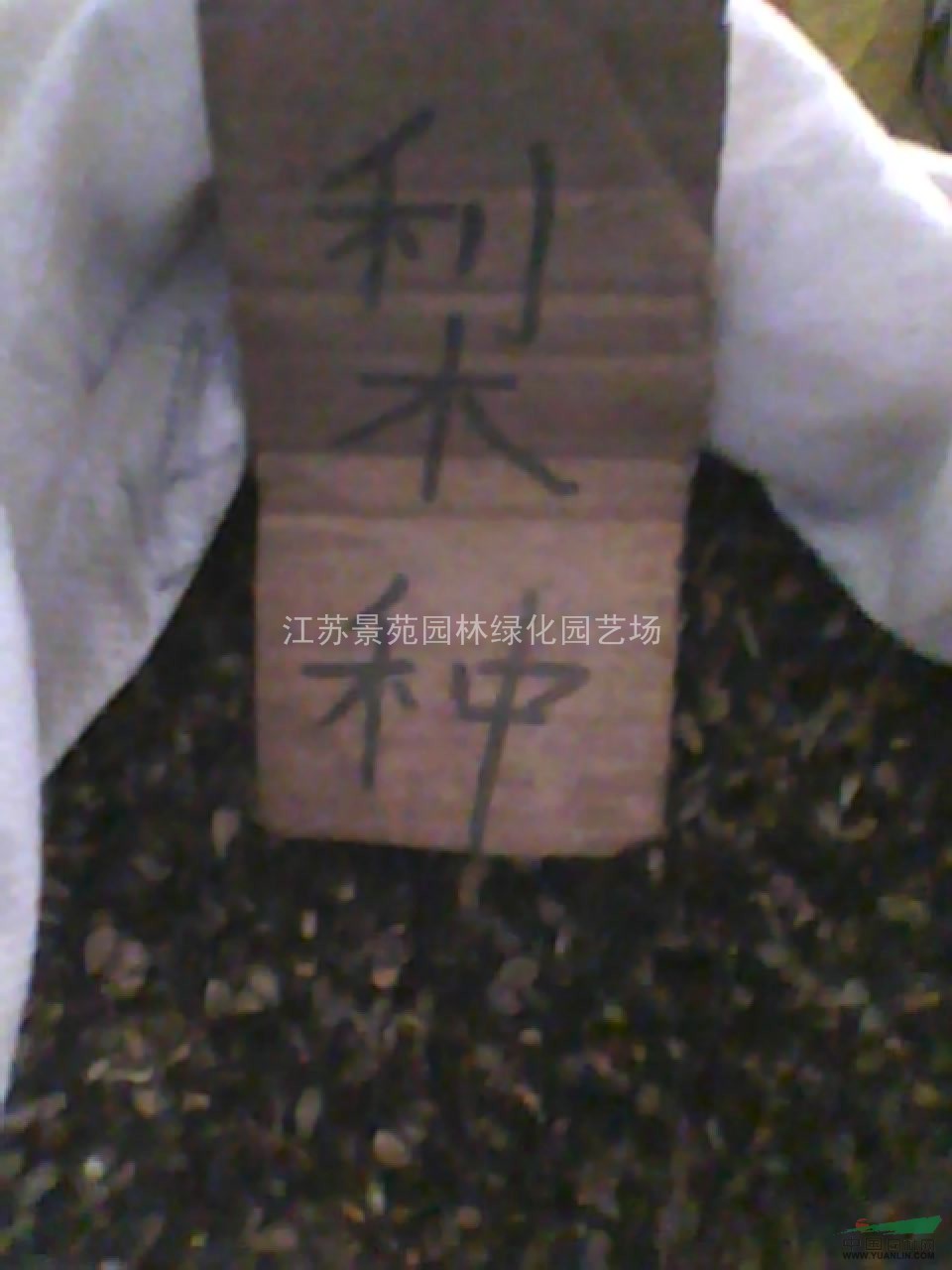 青楓種子價(jià)格
