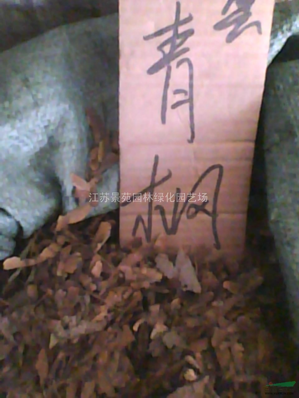 青楓種子價(jià)格