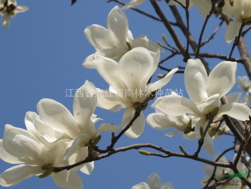 江西九江白玉蘭供應(yīng)，白玉蘭實(shí)惠價(jià)格供應(yīng)