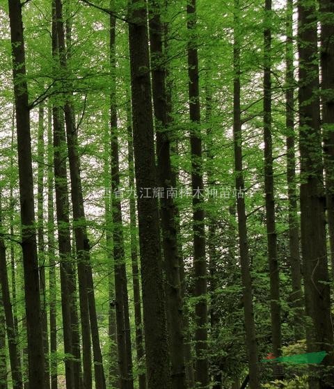 江西九江水杉供應(yīng)，水杉實(shí)惠價(jià)格供應(yīng)