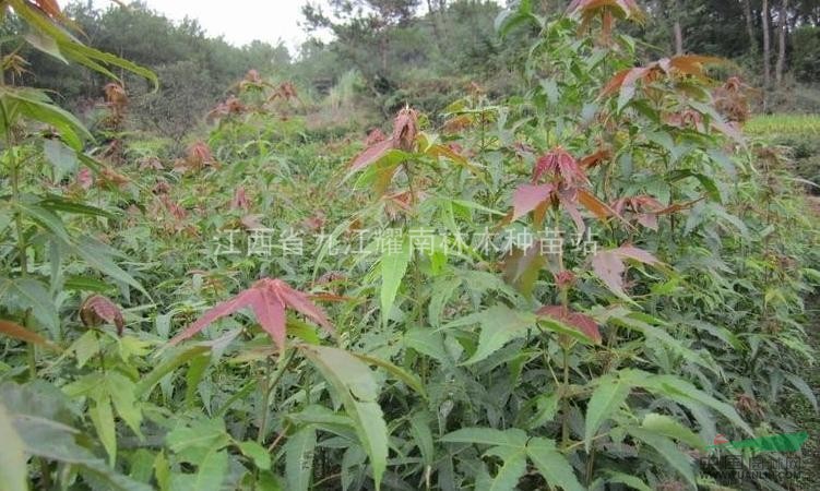 江西九江青楓供應(yīng)，青楓實(shí)惠價(jià)格供應(yīng)