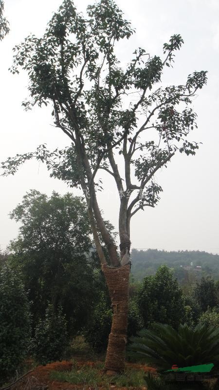 茶花樹(米經(jīng)25-30大型移植山茶，高8米，寬4米）