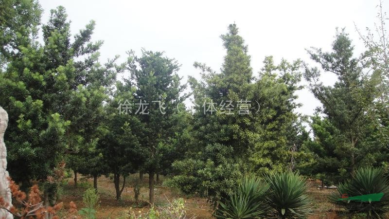 羅漢松（10公分）