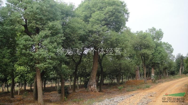 香樟（20-30公分）