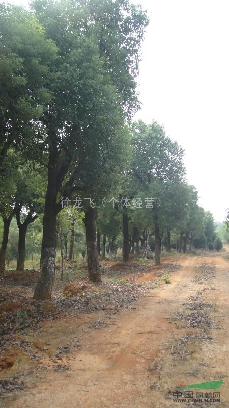 香樟（20-30公分）