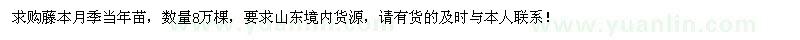 求購藤本月季當(dāng)年苗8萬棵