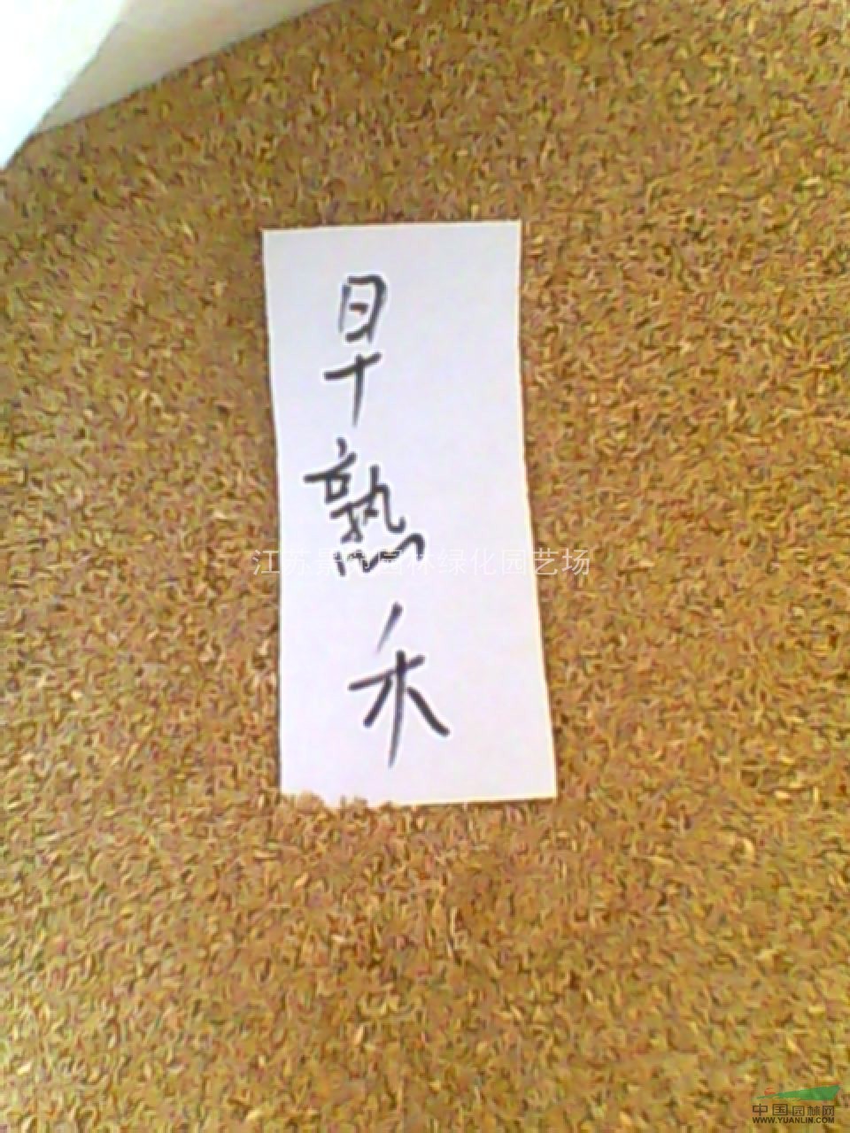 黑麥草價(jià)格