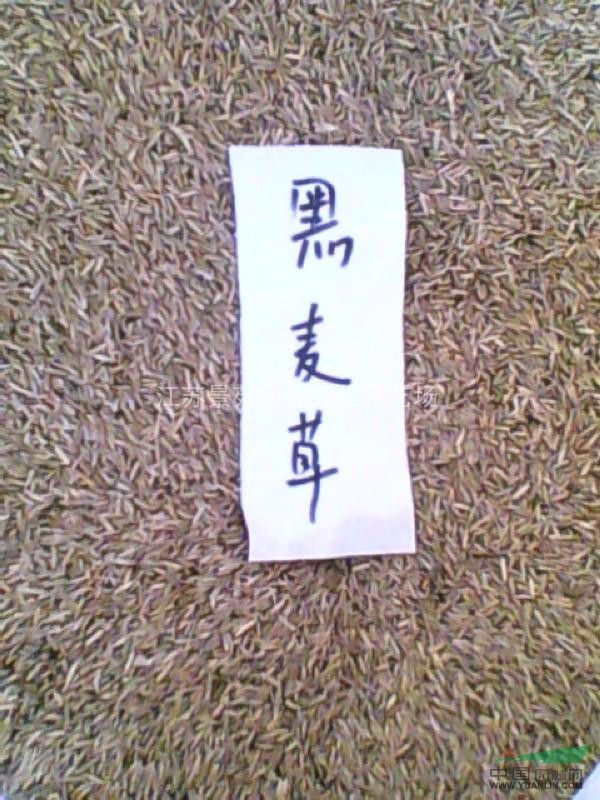 黑麥草價(jià)格