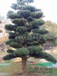 湖南綠化苗木羅漢松<造形羅漢松>
