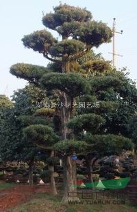 湖南綠化苗木羅漢松<造形羅漢松>
