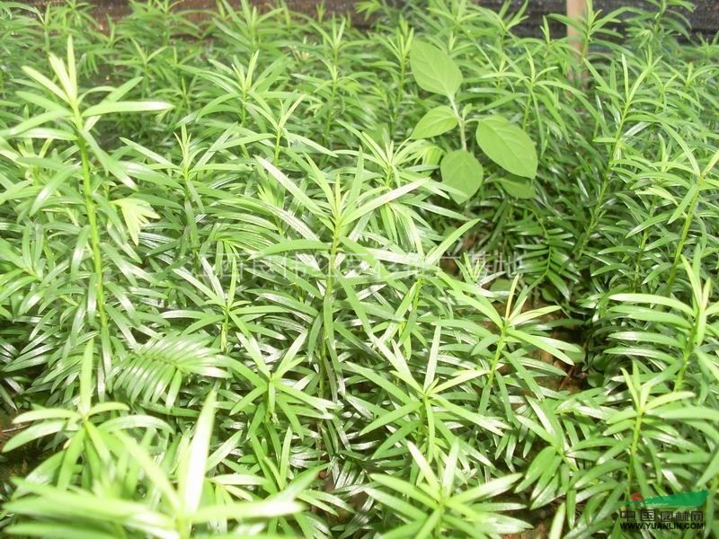 一年生15-30公分紅豆杉苗行情報(bào)價(jià)及圖片展示