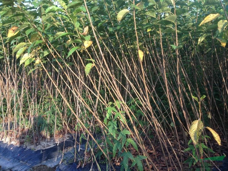 早櫻、晚櫻小苗。西府、垂絲小苗，紅梅小苗、黃金槐小苗
