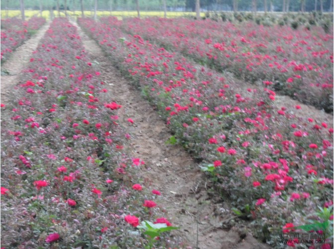 河南鄢陵豫鄢花木供應月季 月季價格 河南千畝月季基地