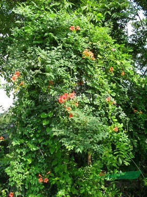 凌霄 紫葳、女藏花、凌霄花、中國(guó)凌霄