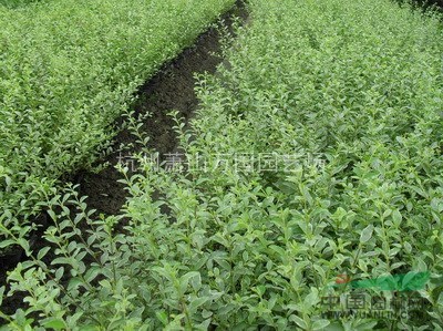 六月雪 碎葉冬青、白馬骨、素馨、悉茗、一名悉茗