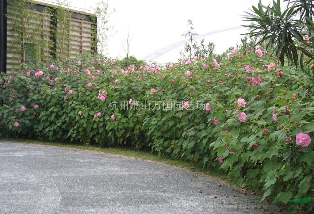 木芙蓉 芙蓉花，拒霜花，木蓮，地芙蓉