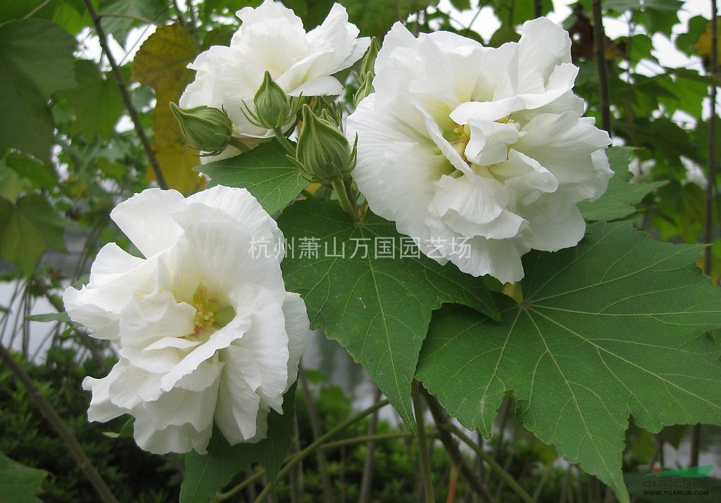 木芙蓉 芙蓉花，拒霜花，木蓮，地芙蓉