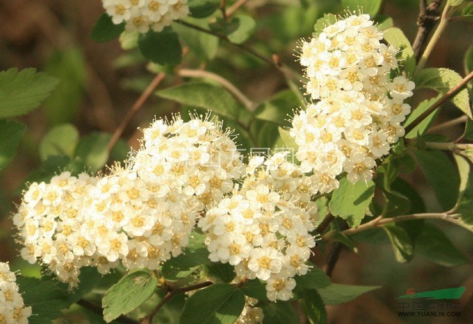 金焰繡線(xiàn)菊、紅花繡線(xiàn)菊、日本繡線(xiàn)菊