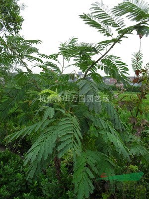 合歡、名絨花樹、夜合花