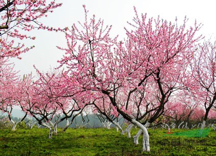 花桃，桃花