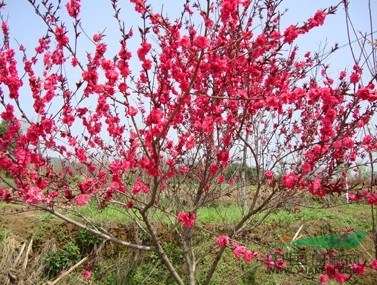 花桃，桃花