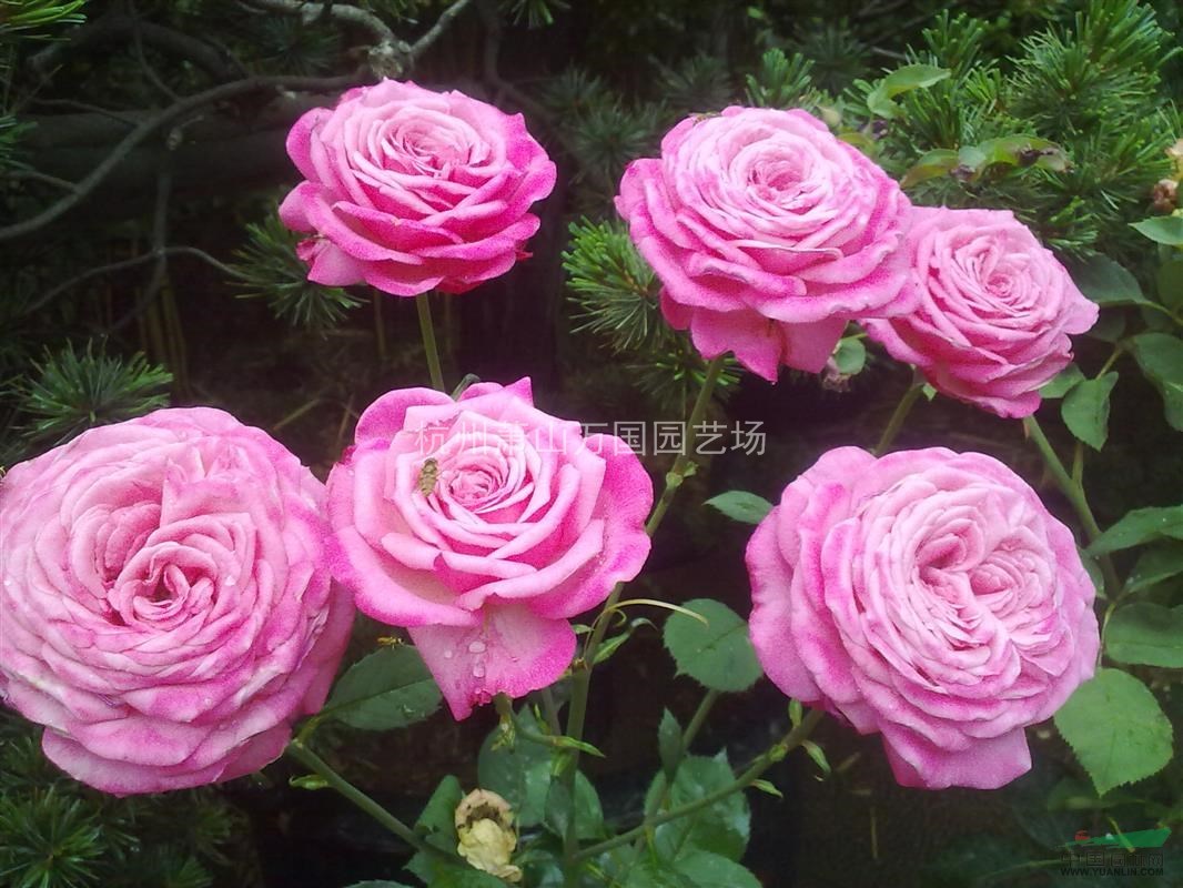 豐花月季 薔薇月季 爬墻月季 品種月季 鉆石月季