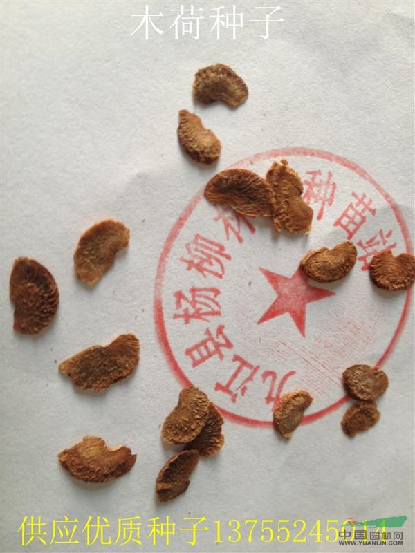 江西木荷種子，九江木荷種子價(jià)格，木荷種子批發(fā)，求購(gòu)木荷種子%