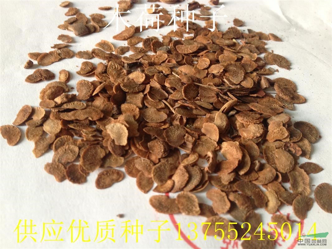 江西木荷種子，九江木荷種子價(jià)格，木荷種子批發(fā)，求購(gòu)木荷種子%