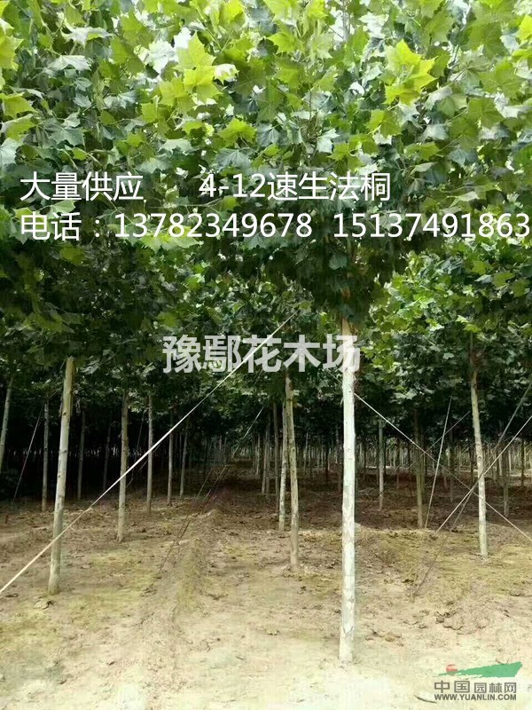 供應(yīng)法桐   法桐價(jià)格  定植法桐