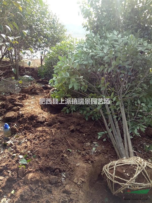 專供叢生大葉女貞《金牌供貨商》
