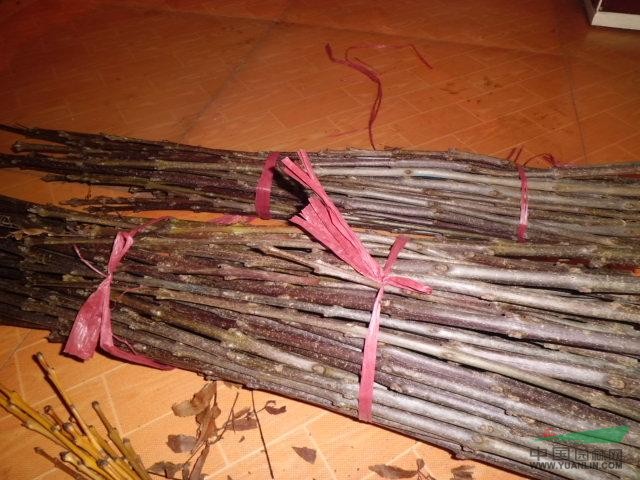 大量3號(hào)歐洲東紅白蠟接穗