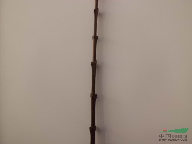 大量3號(hào)歐洲東紅白蠟接穗
