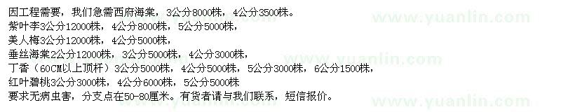 求購西府海棠、紫葉李、美人梅、垂絲海棠、丁香、紅葉碧桃 