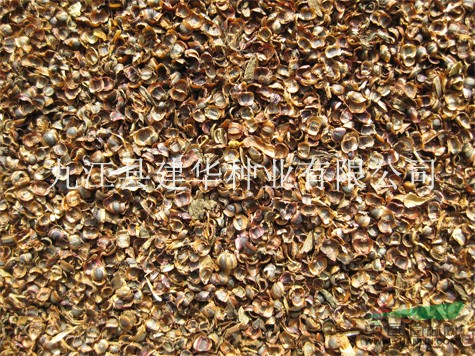 金雞菊種子圖片\金雞菊種子報價
