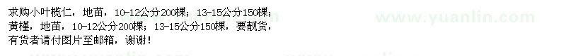 求購小葉欖仁、黃槿
